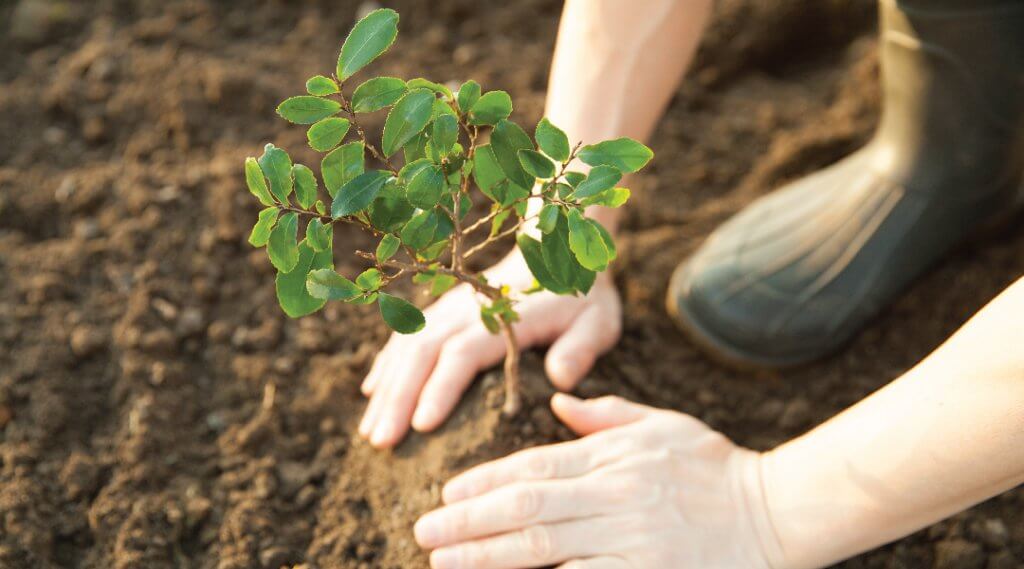 Tree Pittsburgh presents Free Tree Pick Up