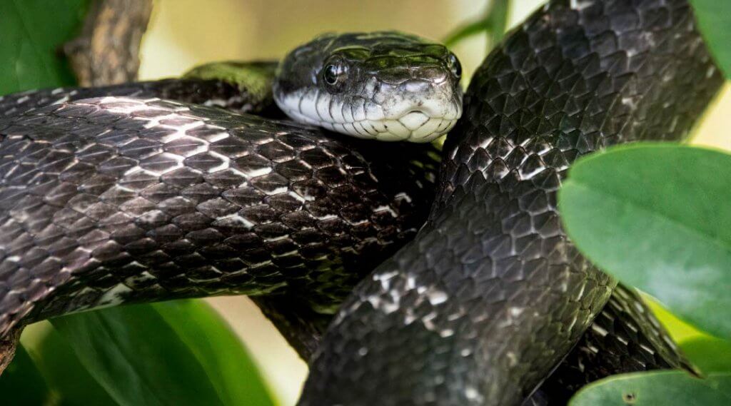 Allegheny County Park Rangers present Mr. McSlithers, Eastern Rat Snake
