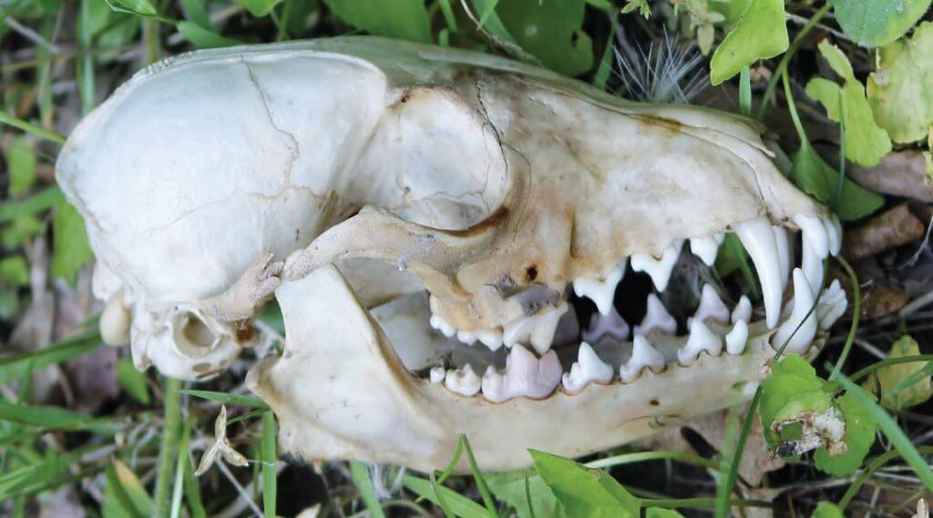 Naturalist Char Ross presents Animal Skull Mysteries