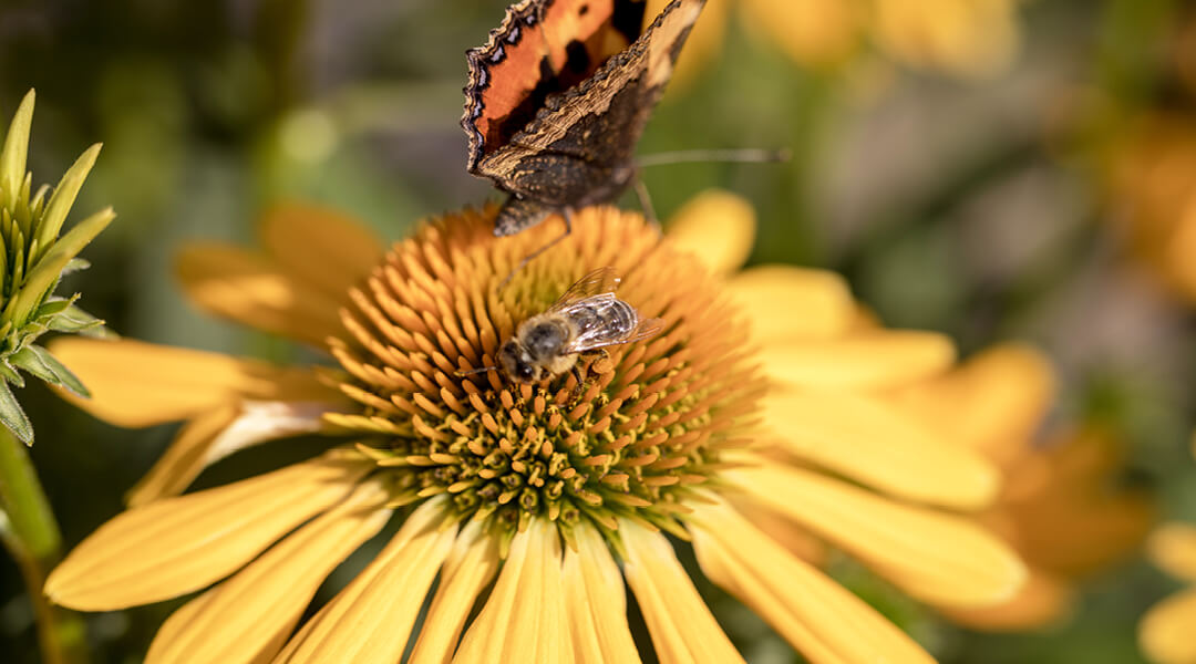 Close-up of a monarch butterfly resting on the center of a yellow daffodil.
