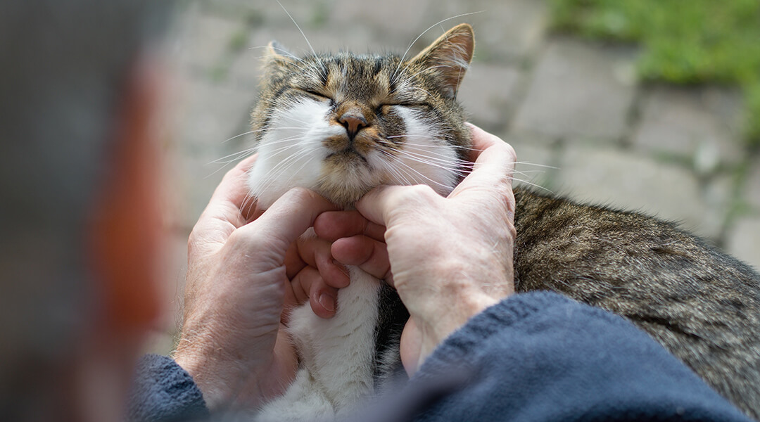 Senior sitting on the bench tenderly caressing cat