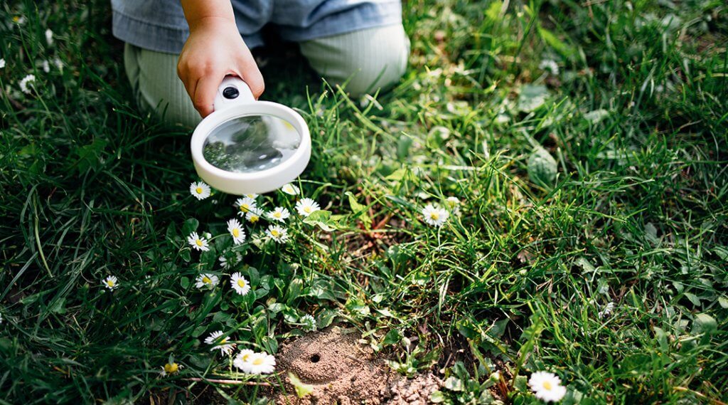 City of Pittsburgh Park Rangers present Caterpillars and Butterflies