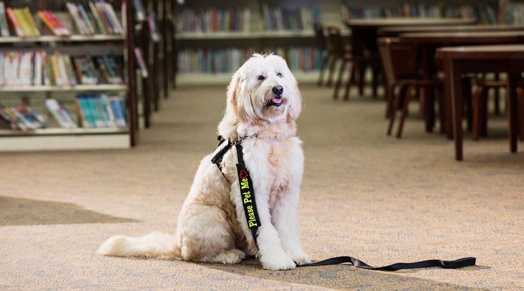 A therapy dog sitting in a public library. This goldendoodle is wearing a harness and lead with text 'please pet me'.