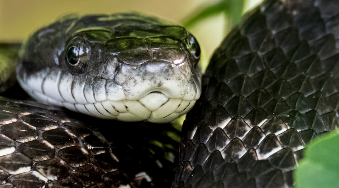 A close up of an Eastern Black Rat Snake with a mostly black body; the lower half of its face is white.