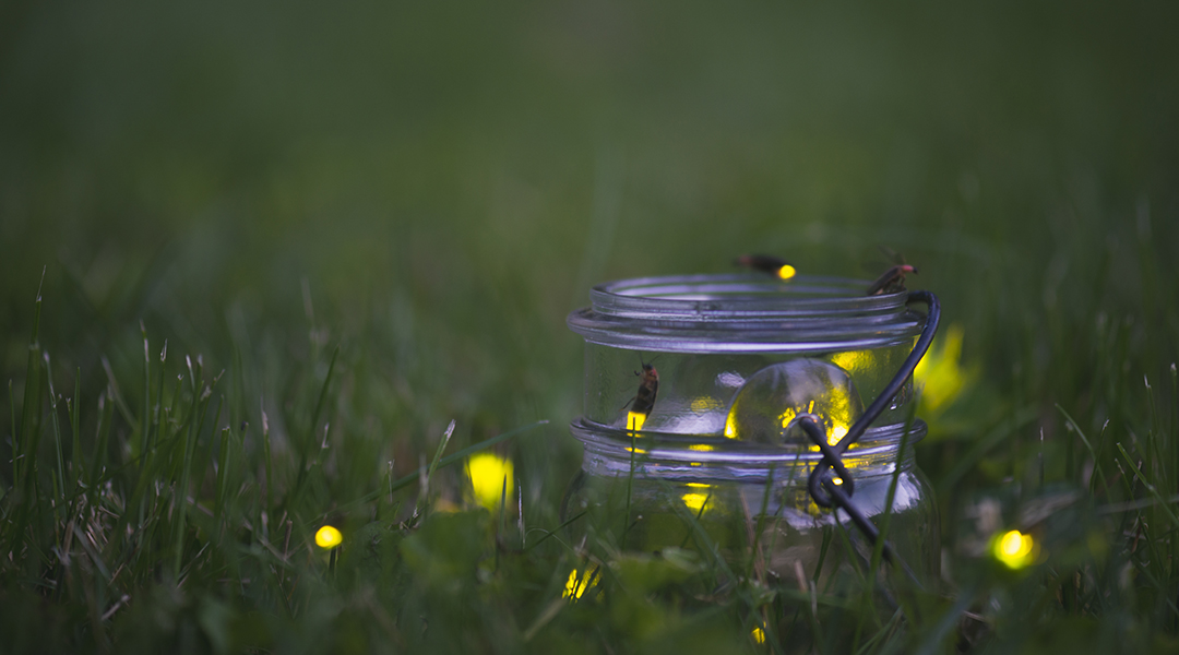 Fireflies (lightening bugs) in a mason jar in the grass on a summer evening.