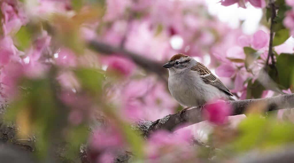 Allegheny Land Trust presents Nature Nearby: Birding in Your Backyard