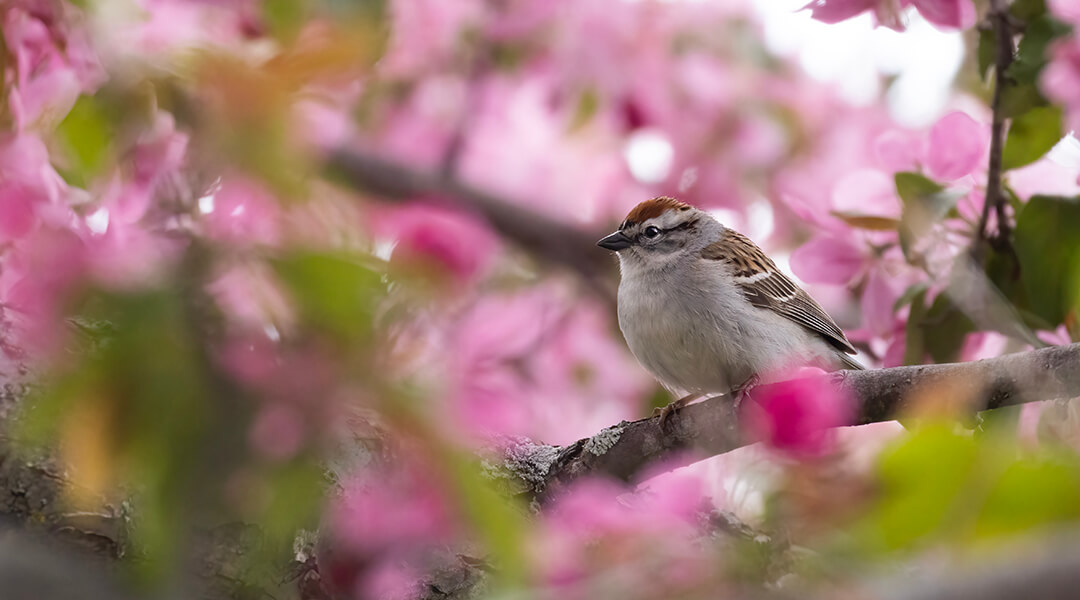 A chipping sparrow perched on aa tree branch with pink flowers.