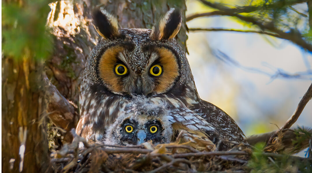 A large brown owl with bright yellow eyes sits in a nest in a tree with a baby owl, still covered in fuzz, rests in front of it.