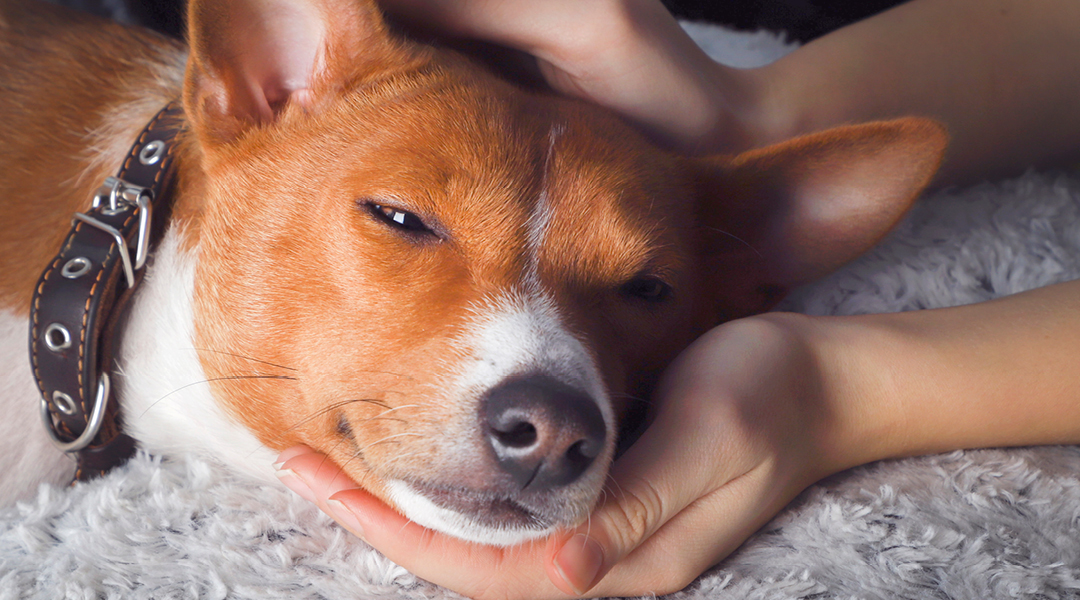 A person cradles a sleepy-looking dog's head in their lap.