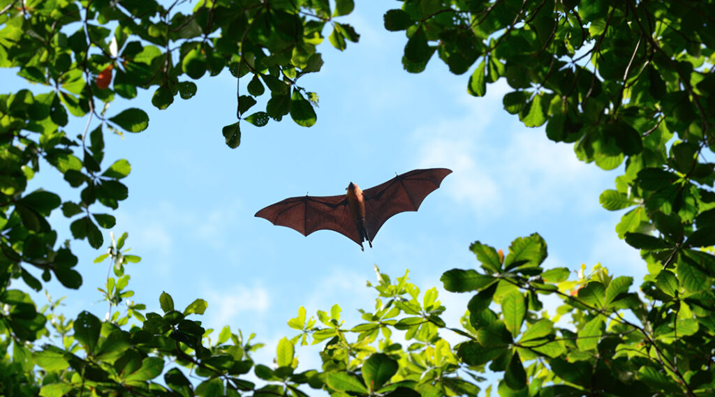 Pittsburgh Center for Creative Reuse presents Make a Pet Bat