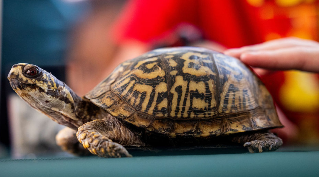 A finger from out of frame pets the top of a small turtle.