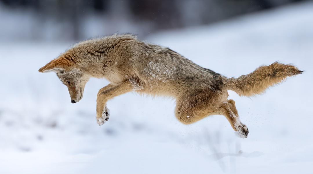 A fox, mid-air, jumping into a snowbank.
