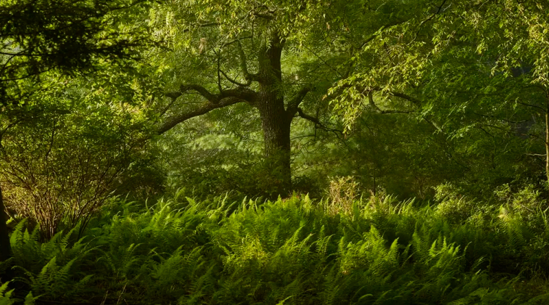 Lush green grass blending into a forest.