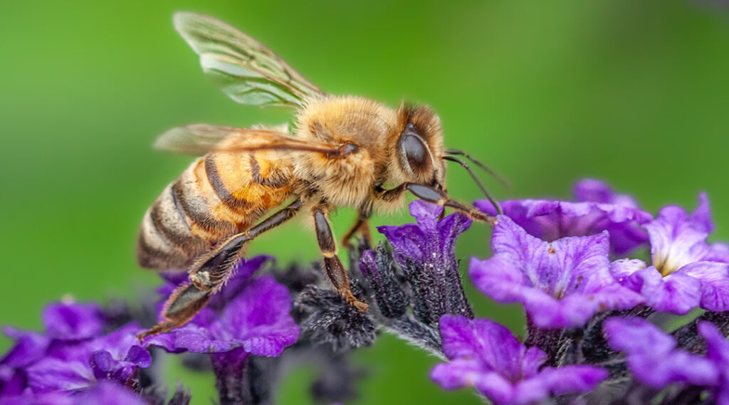 Penn State Master Gardeners of Allegheny County presents Certifying Your Property as “Pollinator-Friendly”