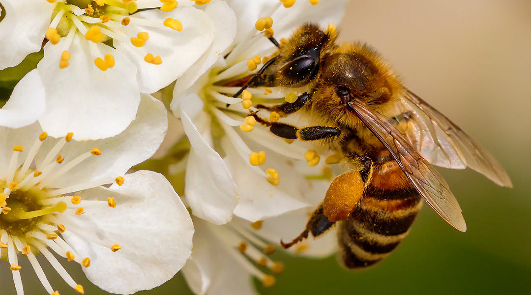 Close-up of a bee pollinating white flowers with yellow stamen.
