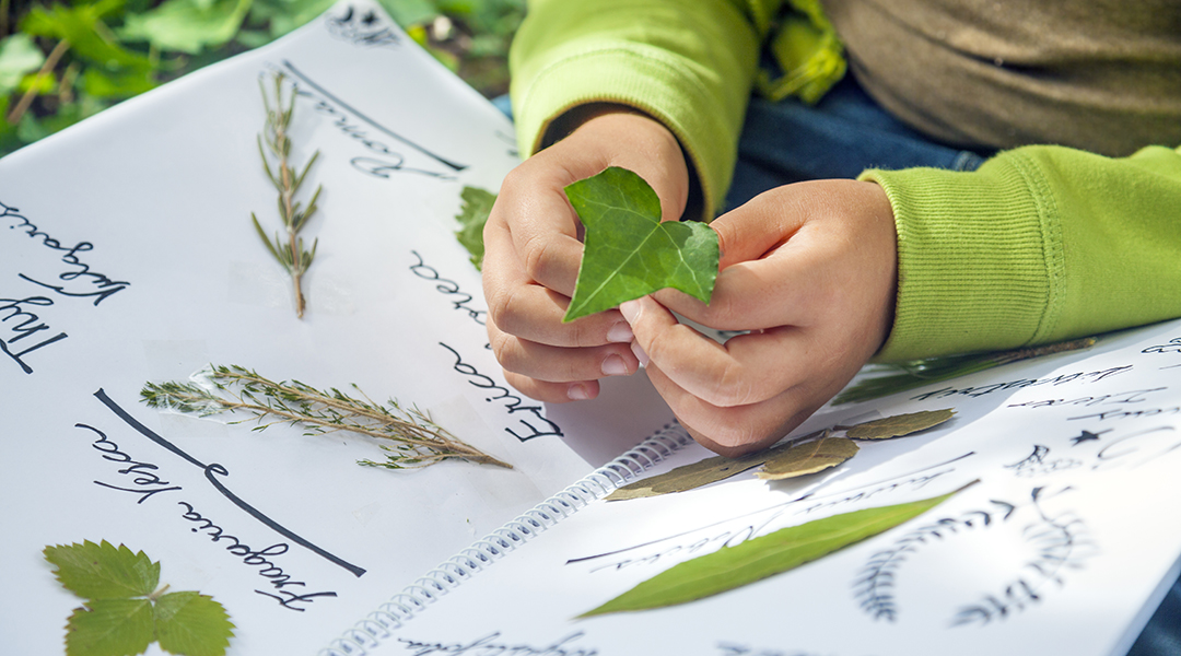 A child's hands picking leaves and comparing it to a homemade botany journal.