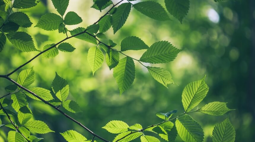 Green leaves on a tree.